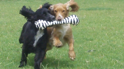 Cockers Finlay & Murphy.