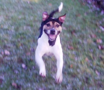 Staffordshire Bull Terrier X Marcie.