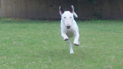 English Bull Terrier Shiloh.