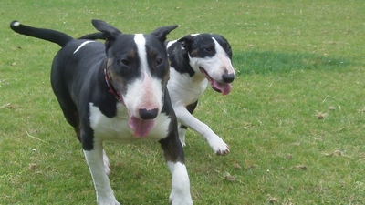 English Bull Terriers Bailey & Poppy.