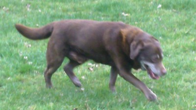 Labrador fab Frazer.