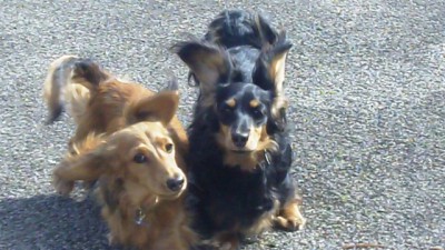 Dachshunds Duggie & Fin.