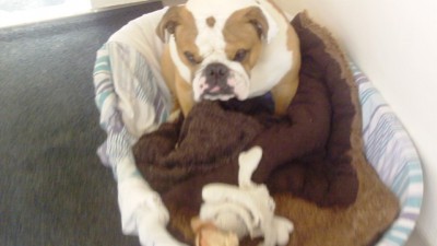 English Bulldog Stan the Man.