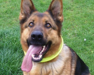 GSD  Bitch loves children.