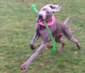 Sebastian Weimaraner Babe.