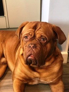 Darling Dog De Bordeaux Zeus.