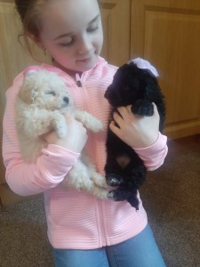 Miniature Poodle puppies.
