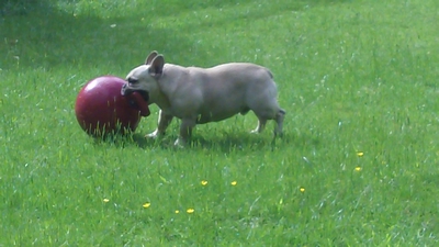 Buy the best ball for your dog!