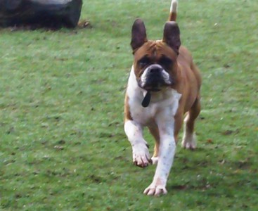 American Bull Dog Hudson.