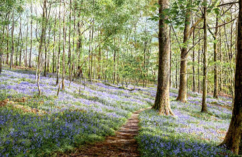 Bluebells, Brathay Woods - Lake District. Keith Melling