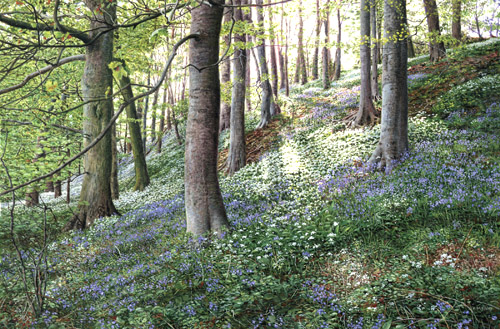 bluebells and ramsons