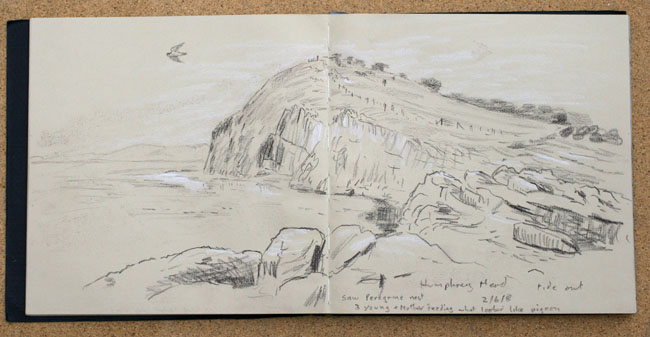 Peregrine falcon at Humphrey Head, Cumbria Sketch: Melling