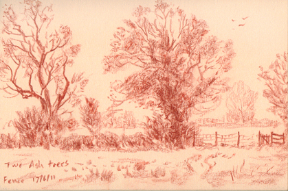 Ash trees in the fields near Fence, Lancashire. Sketch: Keith Melling