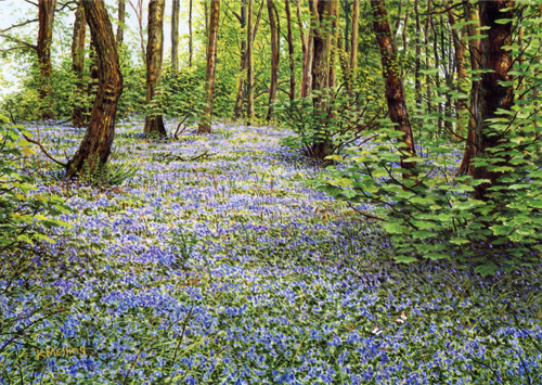Bluebells and Orange Tips. Painting by Keith Melling