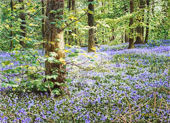 Bluebells, Copy Clough Wood. Painting: Keith Melling