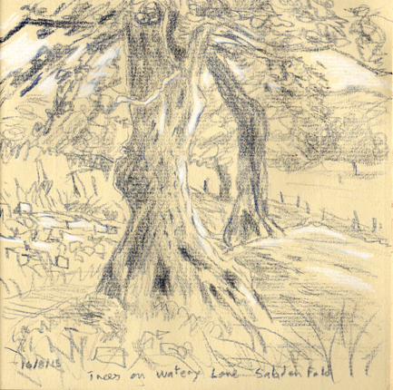 Trees on Watery Lane near Sabden Fold, Lancashire. Sketch Keith Melling