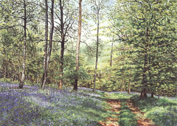 Bluebells, Cuckoo Coppice. Painting Keith Melling