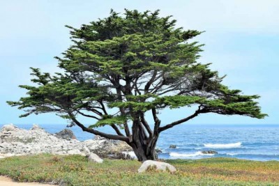 Cyprus Tree