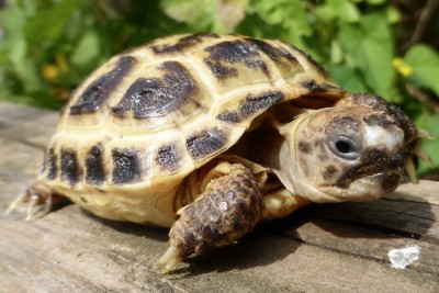 Tortoises | For All Your Pets And Their Needs | Warrington Pets ...