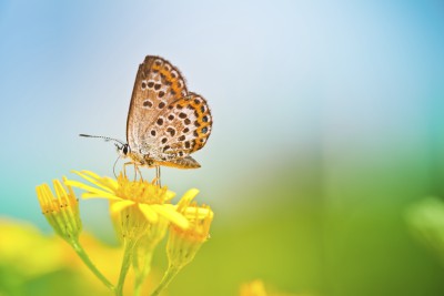 Prices for Treatments with Dr Melanie Jones PhD Paradise Clinic Kemnay Aberdeenshire