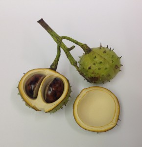 Double - Whole shell closed & half shell with two removable nuts & lid