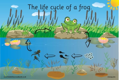 THE LIFE CYCLE OF A FROG (illustrated)