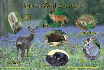 BRITISH WILD ANIMALS - PHOTOGRAPHIC BOARD
