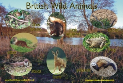 BRITISH WILD ANIMALS 2 - PHOTOGRAPHIC BOARD