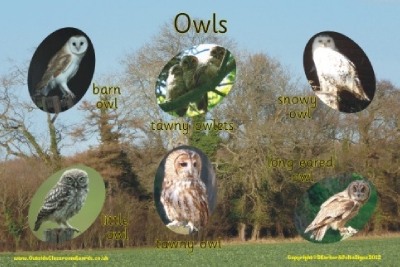 OWLS - PHOTOGRAPHIC BOARD