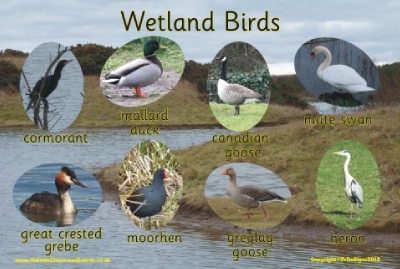 WETLAND BIRDS - PHOTOGRAPHIC BOARD