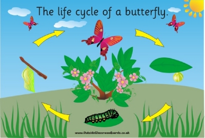 THE LIFECYCLE OF A BUTTERFLY (illustrated)
