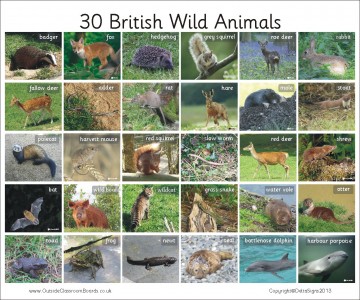 30 BRITISH WILD ANIMALS - PHOTO