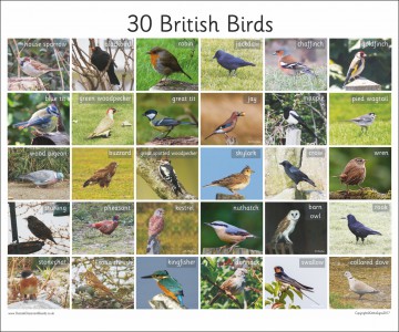 30 BRITISH BIRDS - PHOTO