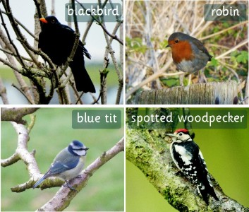 SET OF 30 PHOTOGRAPHIC INDIVIDUAL BRITISH BIRD BOARDS