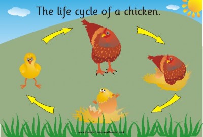 THE LIFECYCLE OF A CHICKEN (illustrated)