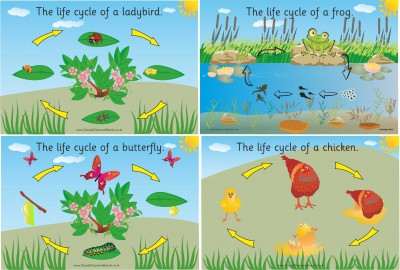 SET OF 4 ILLUSTRATED LIFE CYCLE BOARDS (FROG, BUTTERFLY, LADYBIRD & CHICKEN)