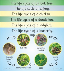 SET OF 6 PHOTOGRAPHIC LIFE CYCLE BOARDS (FROG, BUTTERFLY, LADYBIRD, OAK TREE, DANDELION, BLUE TIT OR CHICKEN)