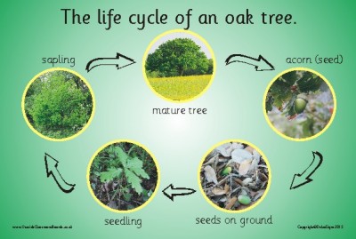 THE LIFE CYCLE OF AN OAK TREE (PHOTOGRAPHIC)