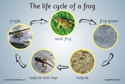 THE LIFE CYCLE OF A FROG (PHOTOGRAPHIC)