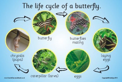 THE LIFE CYCLE OF A BUTTERFLY (PHOTOGRAPHIC) 