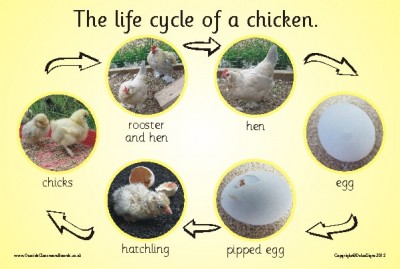 THE LIFE CYCLE OF A CHICKEN (PHOTOGRAPHIC)