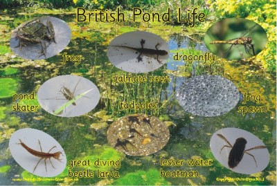 BRITISH POND LIFE - PHOTOGRAPHIC BOARD