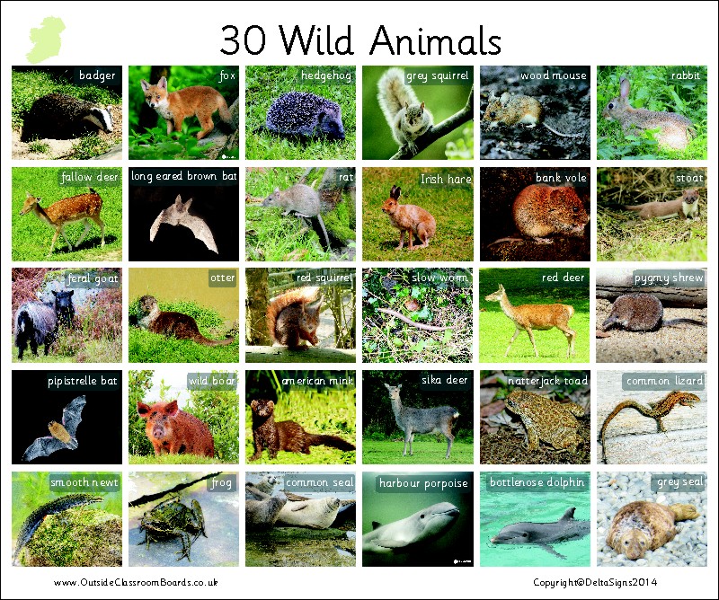 30 WILD ANIMALS - IRELAND