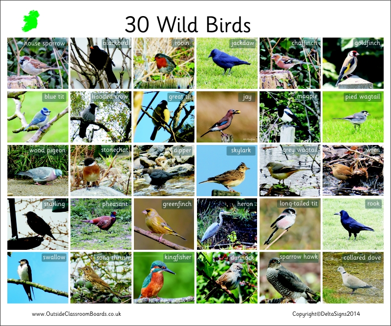 30 BIRDS - IRELAND