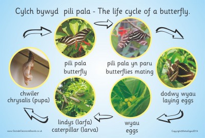 THE LIFE CYCLE OF A BUTTERFLY (PHOTOGRAPHIC) 