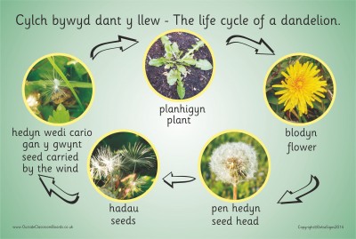 THE LIFE CYCLE OF A DANDELION (PHOTOGRAPHIC)