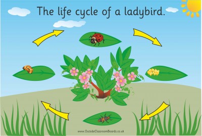 THE LIFECYCLE OF A LADYBIRD (illustrated)