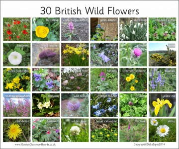 30 BRITISH WILD FLOWERS - PHOTOGRAPHIC BOARD