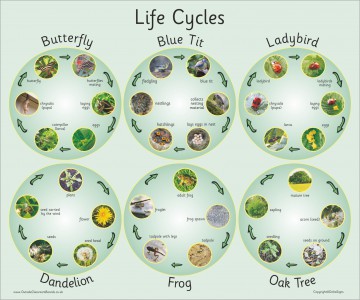 SIX PHOTOGRAPHIC LIFE CYCLES