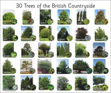 30 TREES OF THE BRITISH COUNTRYSIDE